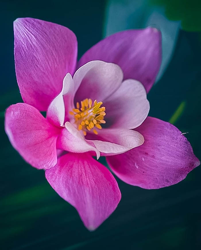 عکاسی از فاصله نزدیک