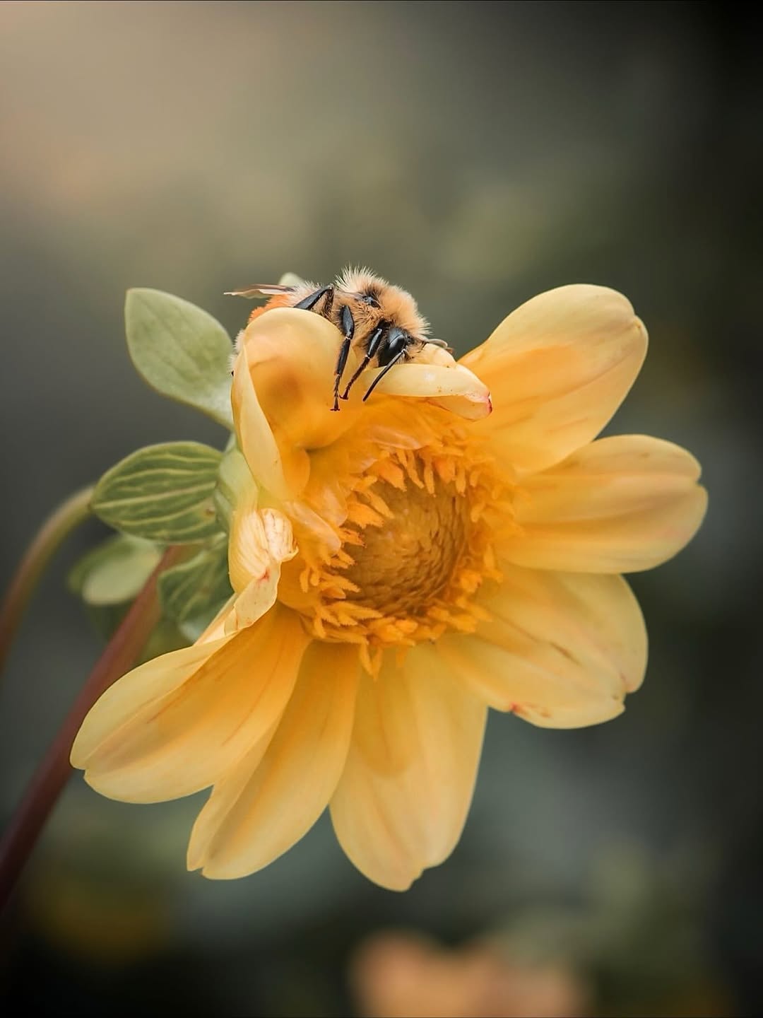 عکس ماکرو از گل و حشره