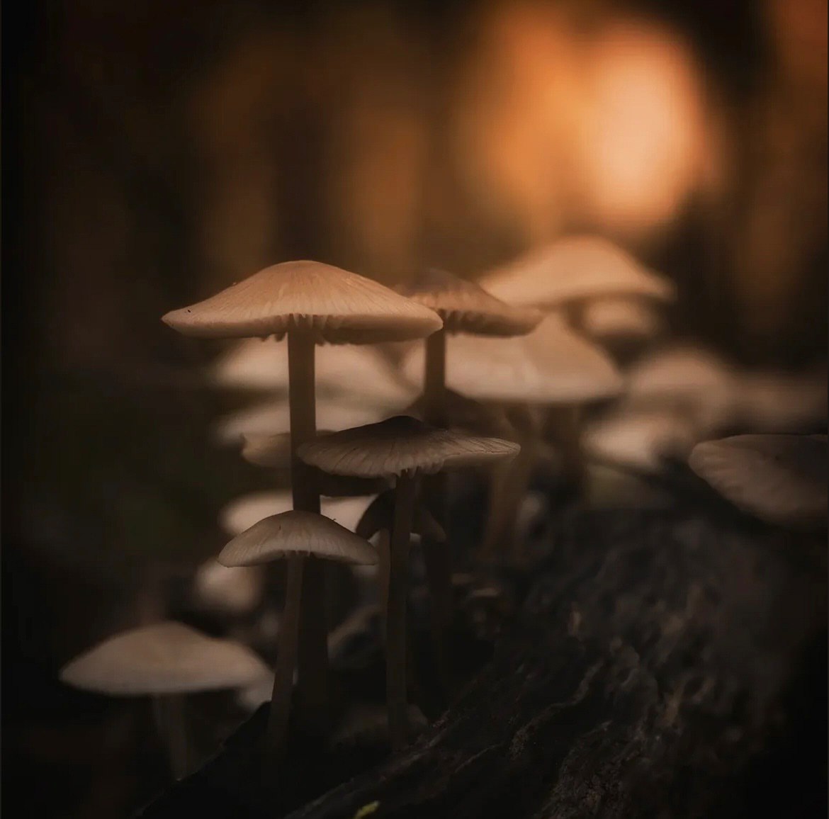 عکاسی کلوزاپ از گیاهان