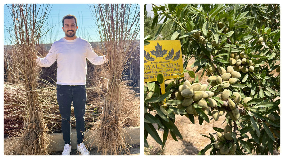 خرید نهال بادام تونو